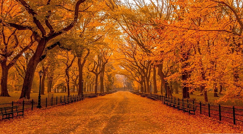 HD-wallpaper-stunning-autumn-park-fall-forest-autumn-vivid-orange-park-trees-seasons-leaf-leaves-colours-nature-wood-scene-landscape